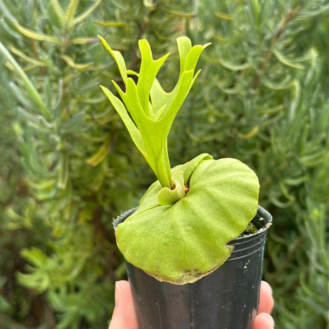 Platycerium ridleyi \"Pakarang　TC 204
