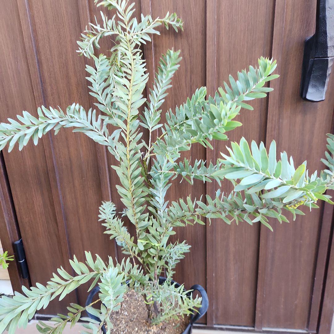 アカシア　ブルーブッシュ　バケツ型ポット鉢植え　ミモザ　オージープランツ　苗木