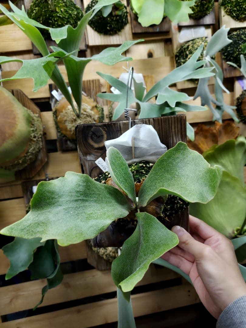 Ginka　胞子培養　2　ビカクシダ　コウモリラン