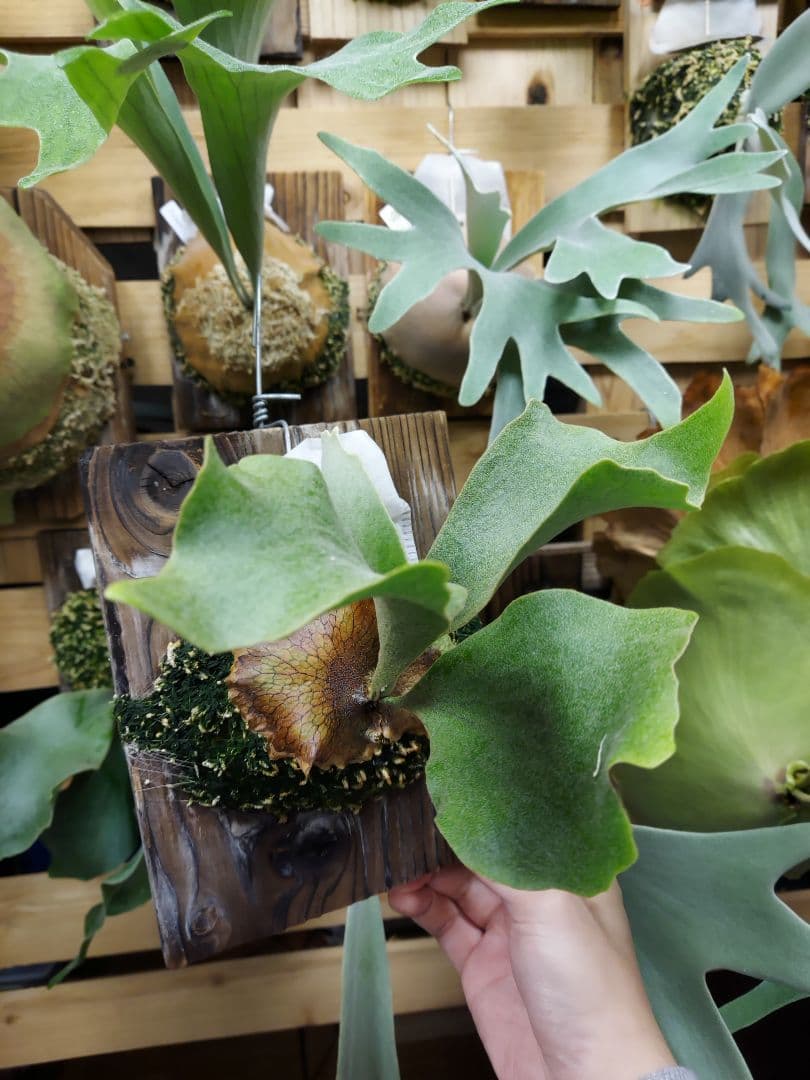 Ginka　胞子培養　2　ビカクシダ　コウモリラン