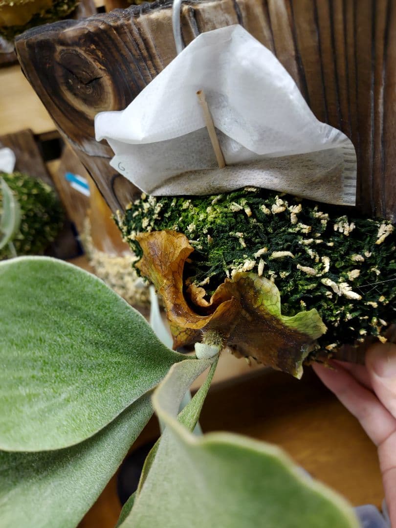 Ginka　胞子培養　2　ビカクシダ　コウモリラン