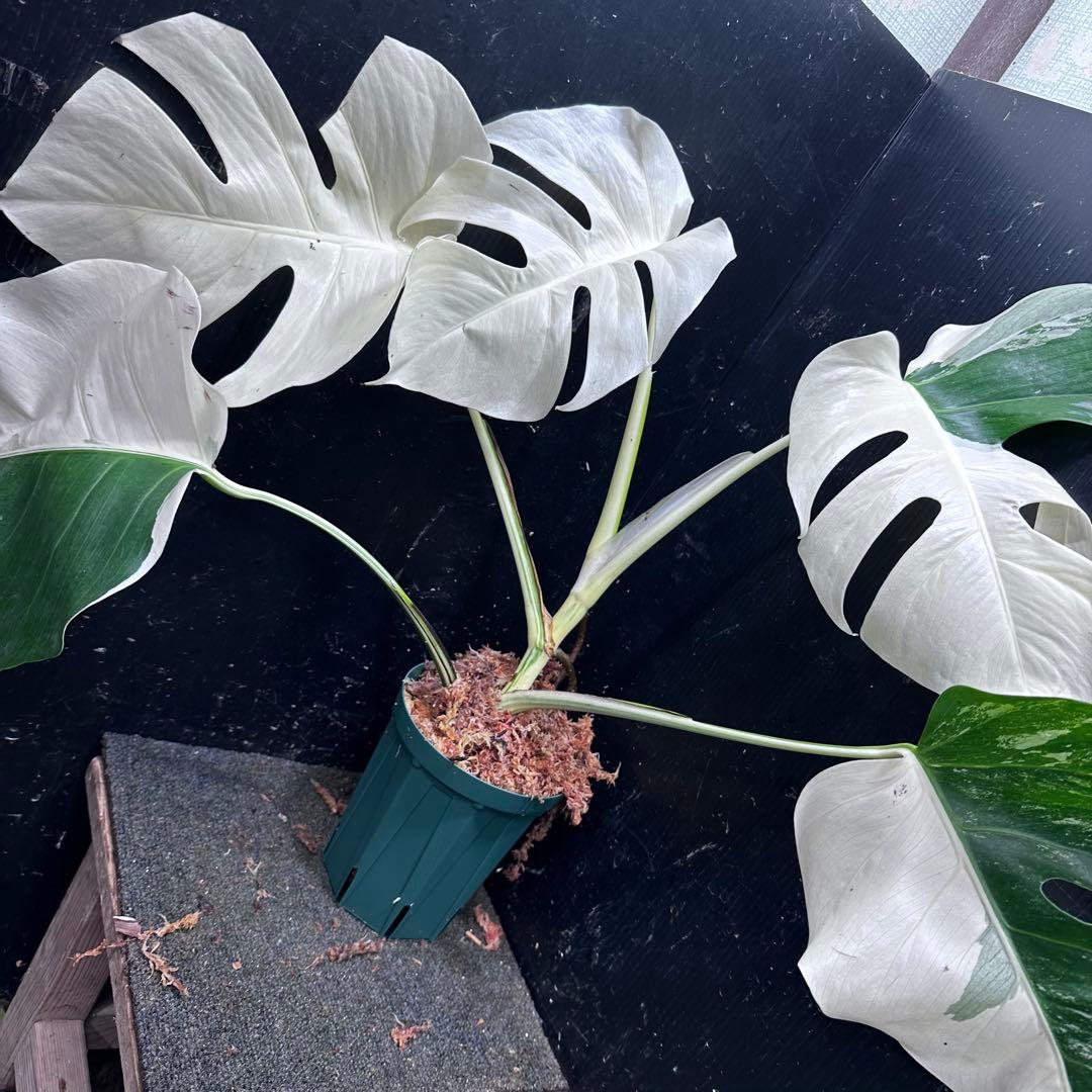 ☆*☆様 モンステラ斑入りハーフムーンホワイトタイガー極美斑入り　　 52cm