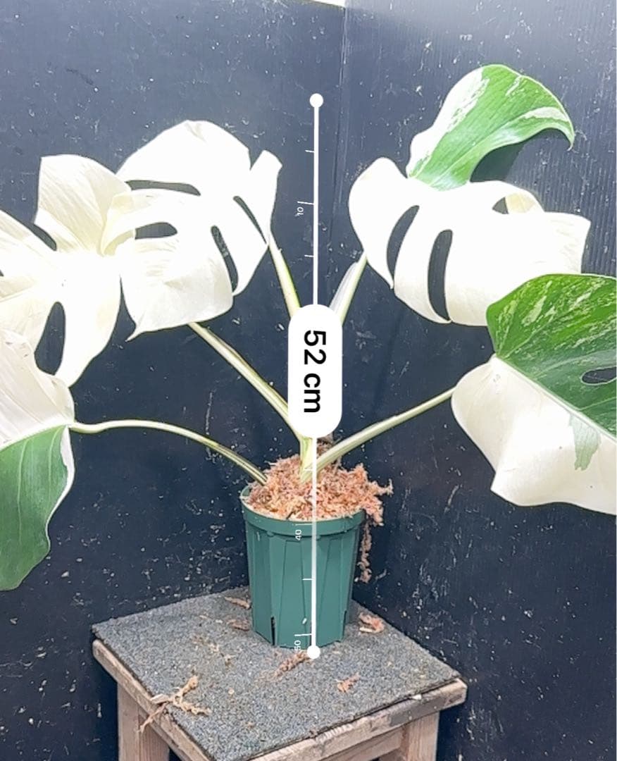 ☆*☆様 モンステラ斑入りハーフムーンホワイトタイガー極美斑入り　　 52cm