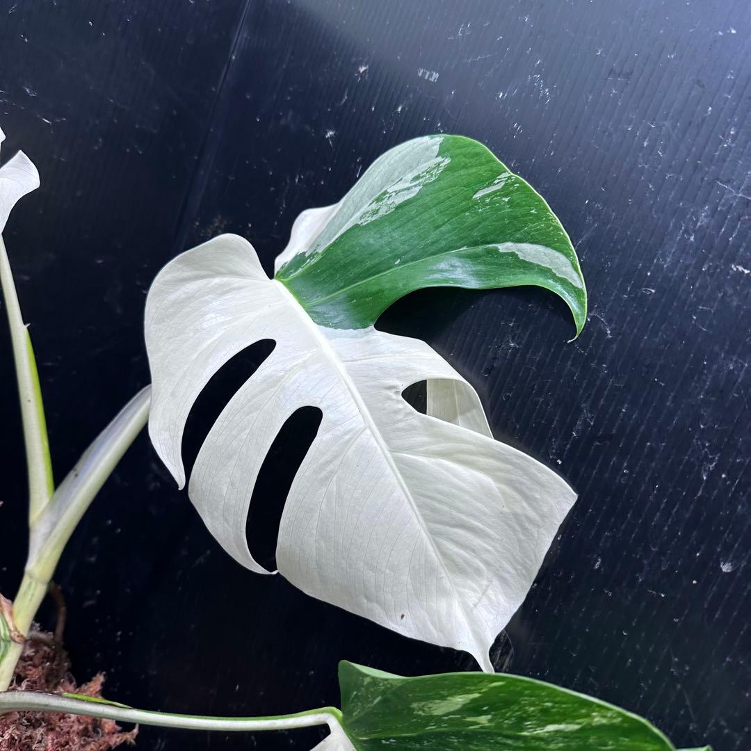 ☆*☆様 モンステラ斑入りハーフムーンホワイトタイガー極美斑入り　　 52cm