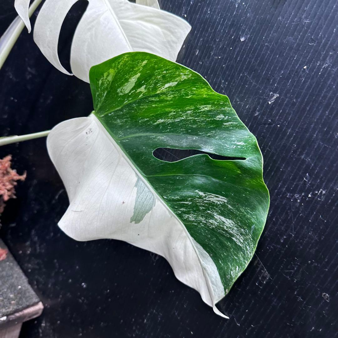 ☆*☆様 モンステラ斑入りハーフムーンホワイトタイガー極美斑入り　　 52cm