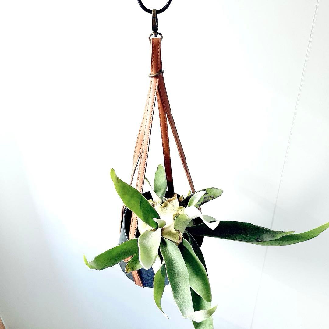 一点物 ビカクシダ ヴィーチー レザー調 吊り鉢 高級感