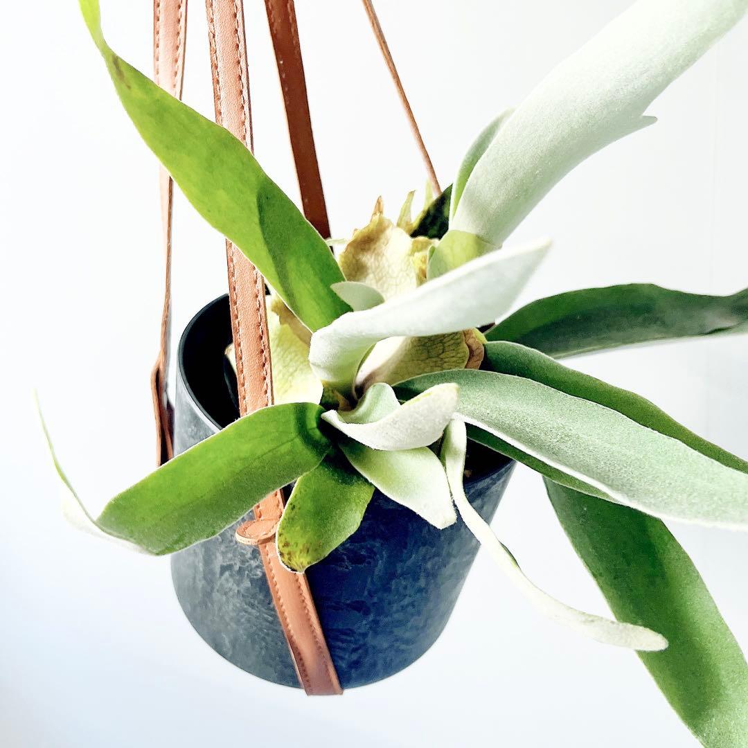 一点物 ビカクシダ ヴィーチー レザー調 吊り鉢 高級感