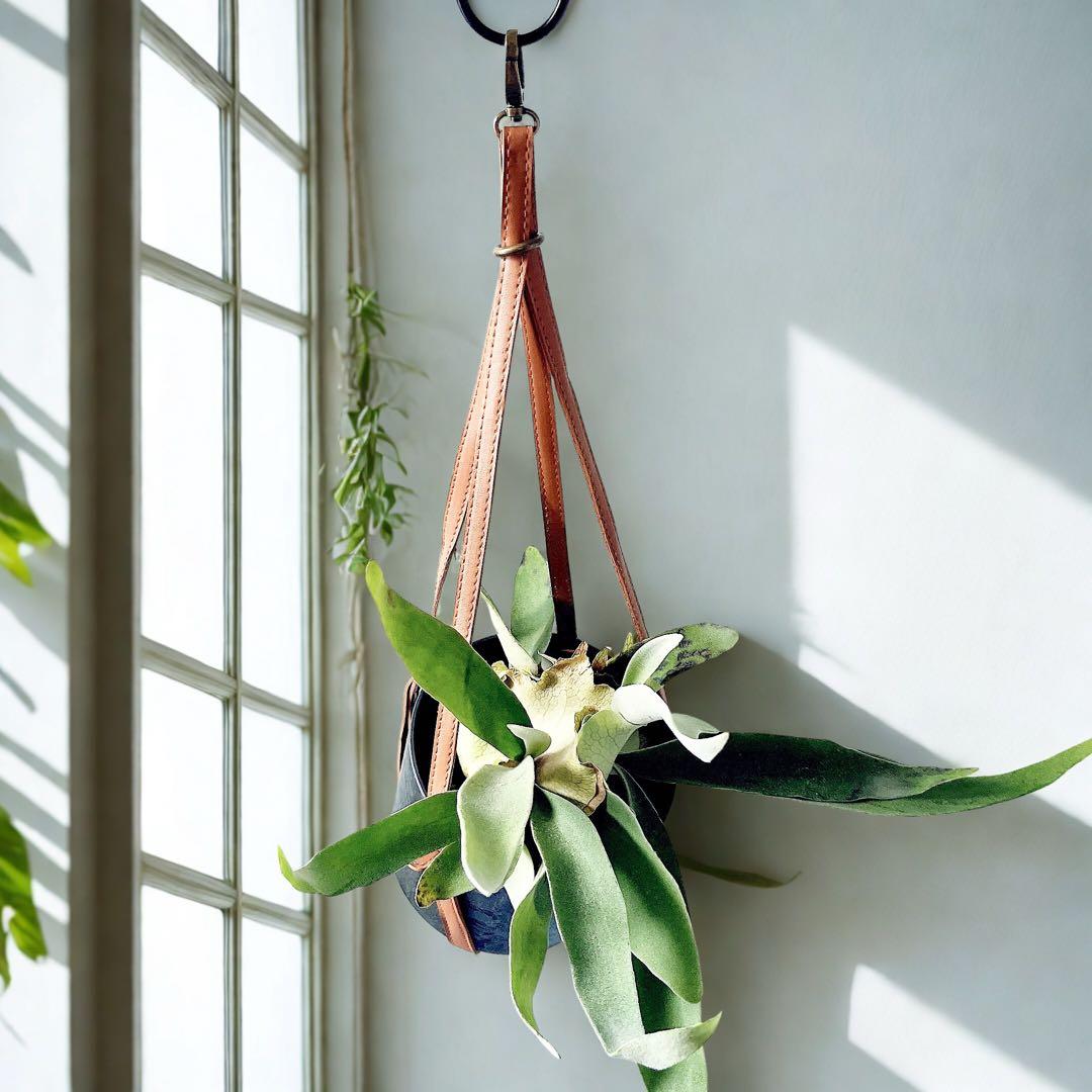 一点物 ビカクシダ ヴィーチー レザー調 吊り鉢 高級感