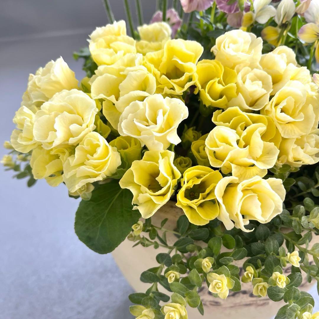 八重咲きチューリップ＊春色イエローの寄せ植え/テラコッタ鉢