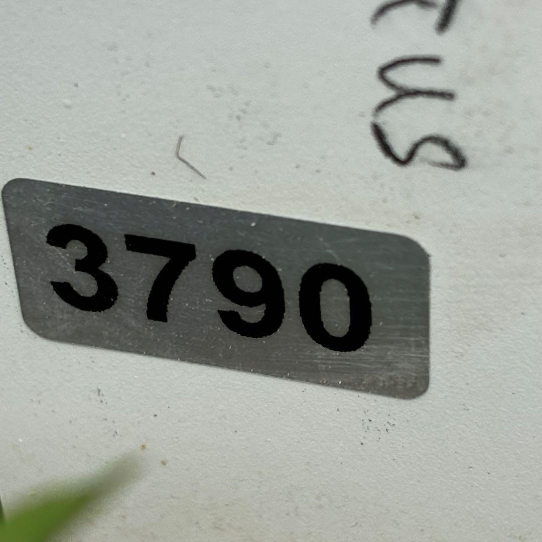790☘️2年管理株☘️限定一株☘️直筆タグ付☘️超希少☘️⭐️Malyi⭐️WM原生地採取⭐