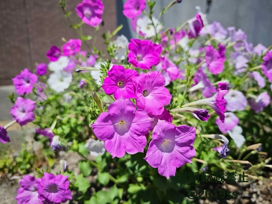 Xiaomi 15 Ultra Photography Leicaカメラ