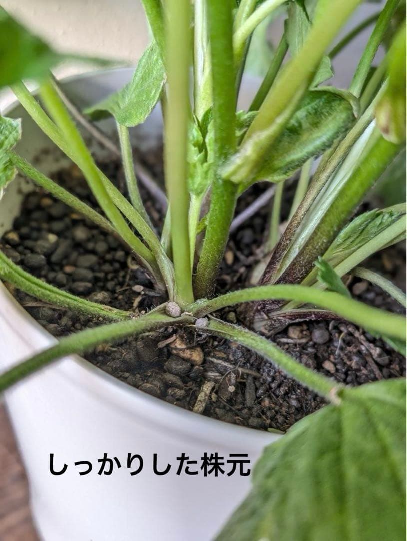 メリッサ　ラナンキュラス　ラックス花苗　送料込み　メルカリ便