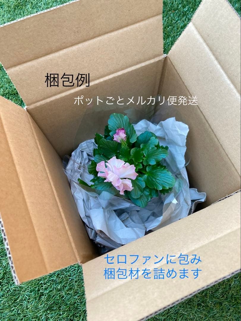 メリッサ　ラナンキュラス　ラックス花苗　送料込み　メルカリ便