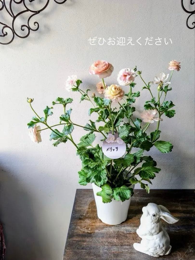 メリッサ　ラナンキュラス　ラックス花苗　送料込み　メルカリ便