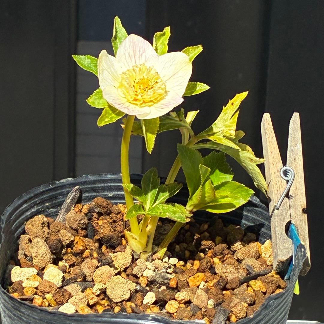 3812☘️1年管理☘️SD⭐️小輪⭐️パステルカラー⭐️いちごみるく⭐️ぼかしベイン⭐️広瀬