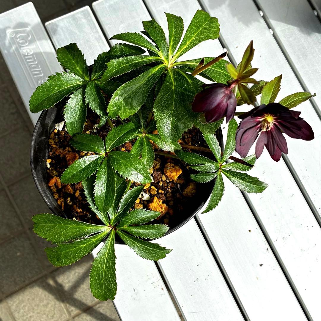 3754⭐️スペシャル超小輪⭐️チビチビ⭐️ダーク系⭐️広瀬園芸⭐️