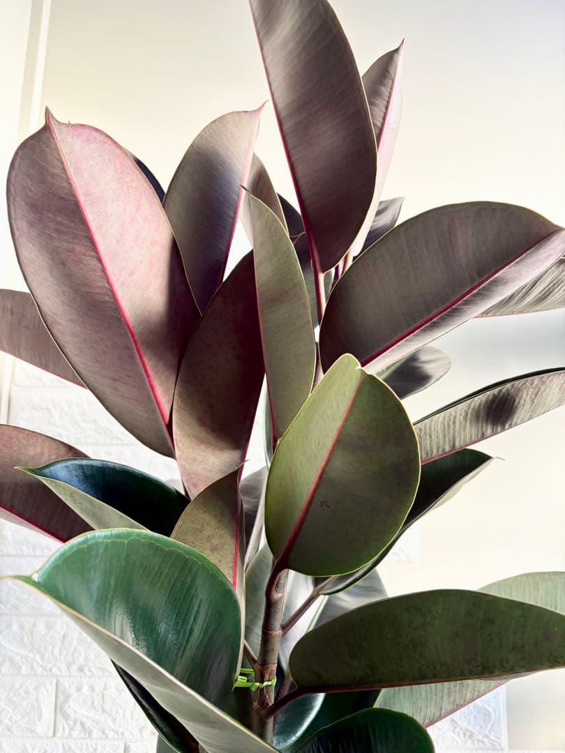 美品⭐️黒艶⭐️フィカスバーガンディ⭐️2本立ち　観葉植物