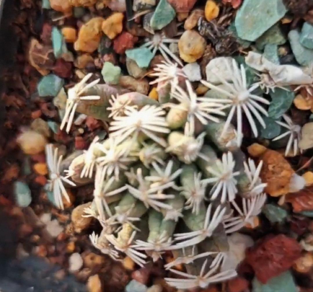 M*9様 一点物‼️ エスコバリア アブディタ メキシコ北部原産 サボテン 希少