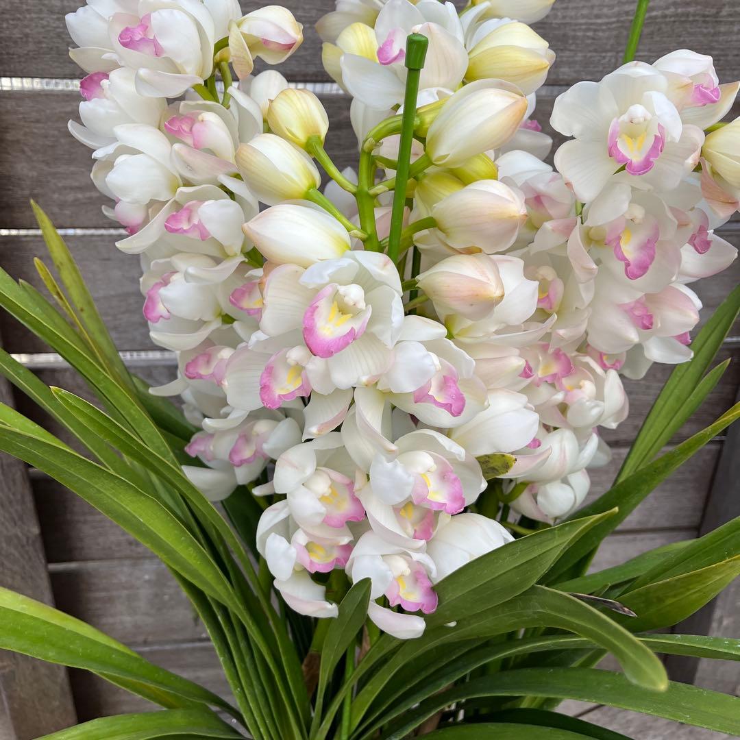 豪華　５本立ち　シンビジューム　ピンクペルペチュエル　７号