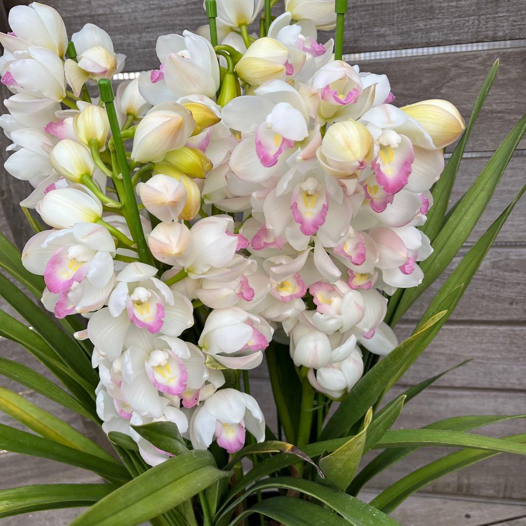 豪華　５本立ち　シンビジューム　ピンクペルペチュエル　７号