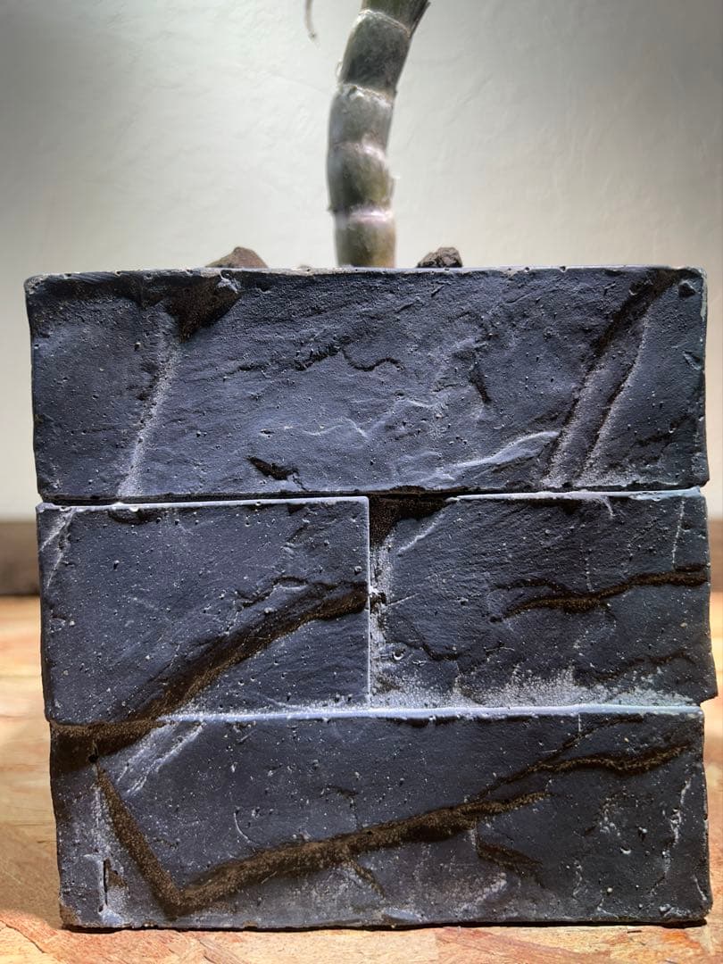 ダブルヘッド　アロエ　ストリアツラ　陶器鉢のまま発送　ドライガーデン