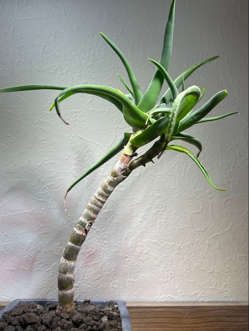 ダブルヘッド　アロエ　ストリアツラ　陶器鉢のまま発送　ドライガーデン