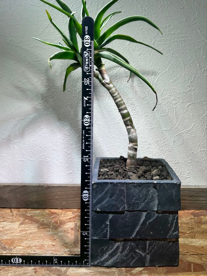 ダブルヘッド　アロエ　ストリアツラ　陶器鉢のまま発送　ドライガーデン