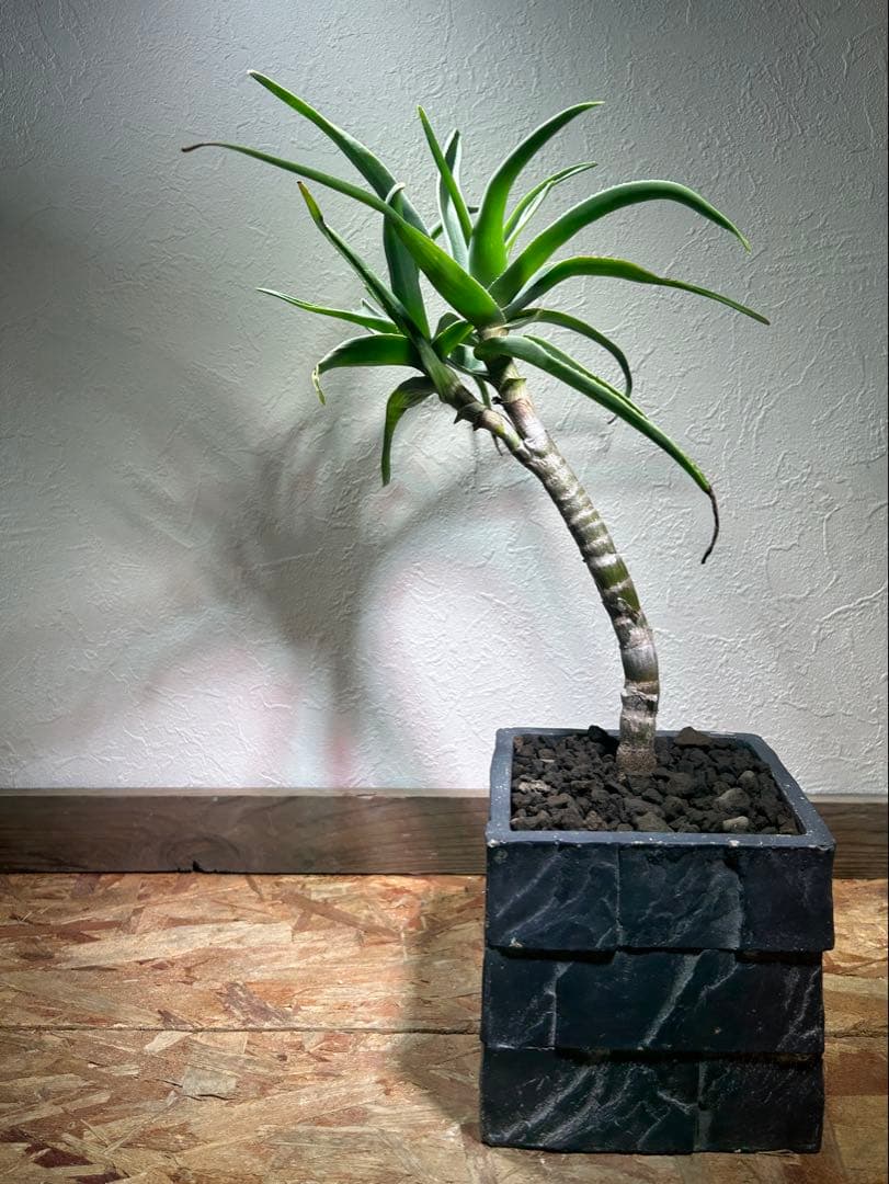 ダブルヘッド　アロエ　ストリアツラ　陶器鉢のまま発送　ドライガーデン