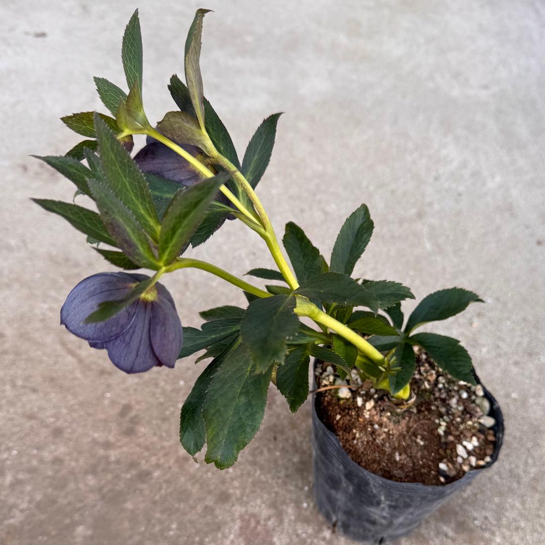 301 クリスマスローズ　開花株