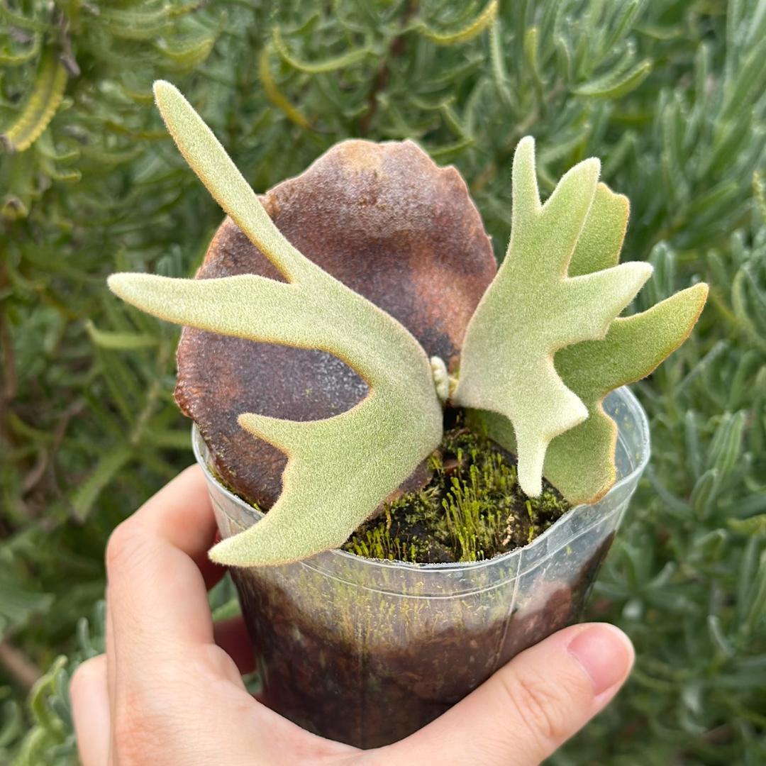 P.willinckii ’Jade Girl’ spore 2604