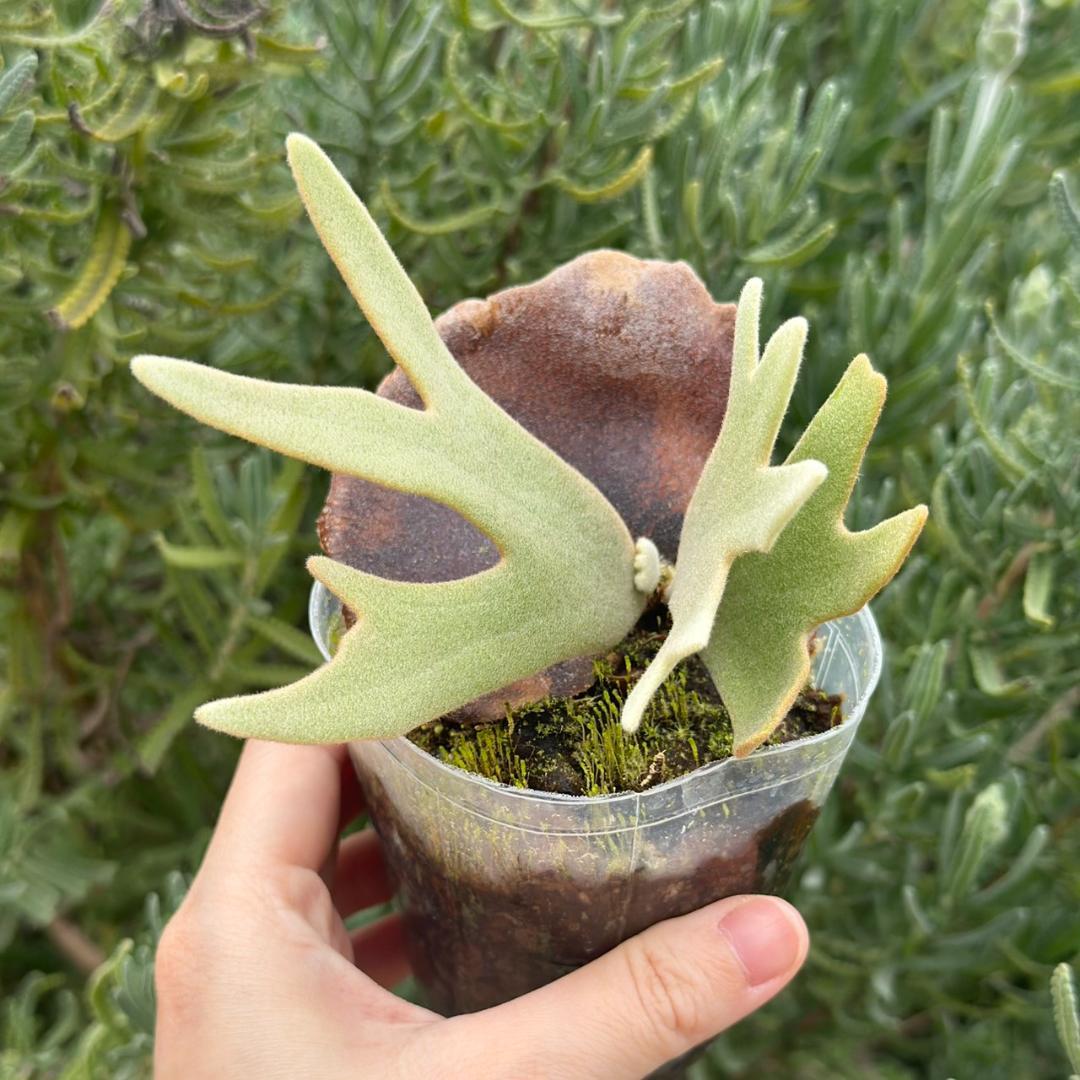 P.willinckii ’Jade Girl’ spore 2604