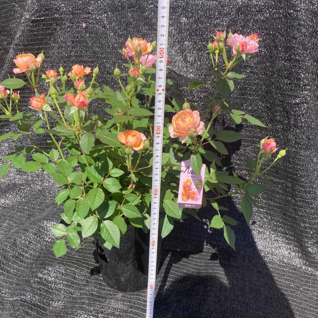 ①*:ஐ四季咲き*:ஐ八重咲き・バラ・苗【カーナ・ハニーゴールド】苗木・７号