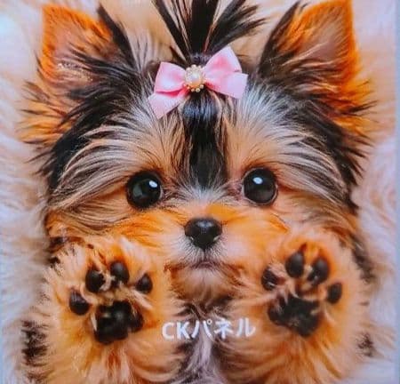 柴犬・ヨーキー・パグ・ダックス・シュナウザー・シーズパネルオーダー受付中