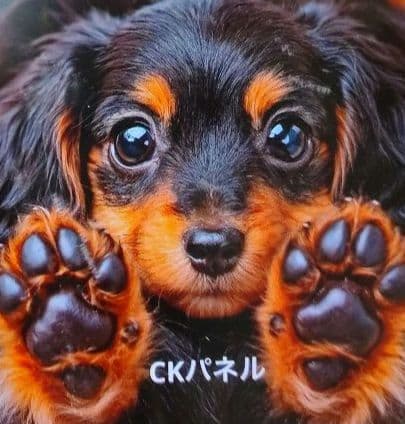 柴犬・ヨーキー・パグ・ダックス・シュナウザー・シーズパネルオーダー受付中