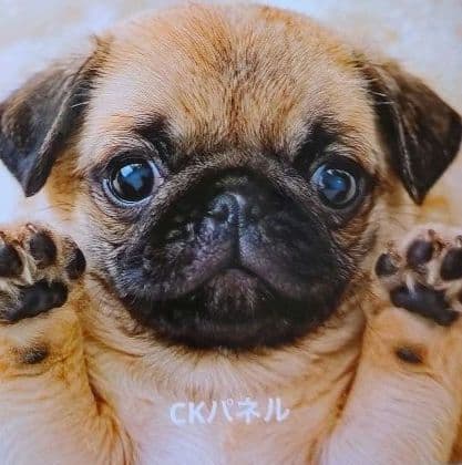 柴犬・ヨーキー・パグ・ダックス・シュナウザー・シーズパネルオーダー受付中