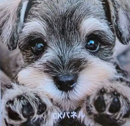 柴犬・ヨーキー・パグ・ダックス・シュナウザー・シーズパネルオーダー受付中