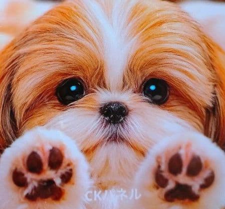 柴犬・ヨーキー・パグ・ダックス・シュナウザー・シーズパネルオーダー受付中