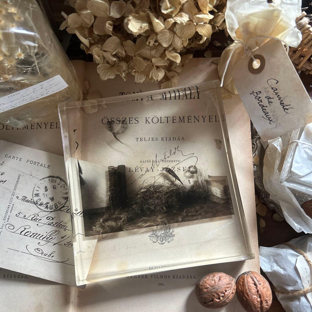 樹脂標本 ブロカント フィルム errer アンティーク