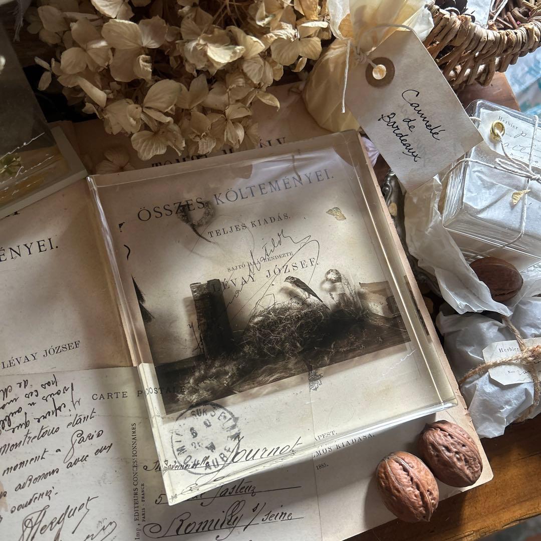 樹脂標本 ブロカント フィルム errer アンティーク