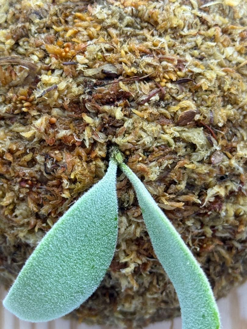 さかな専用　ビカクシダ P. OMG x Pearl Queen spore