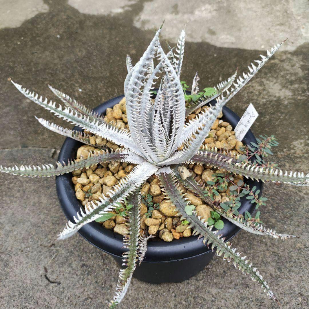 Dyckia 'Martial Law' ディッキア マーシャル ロウ