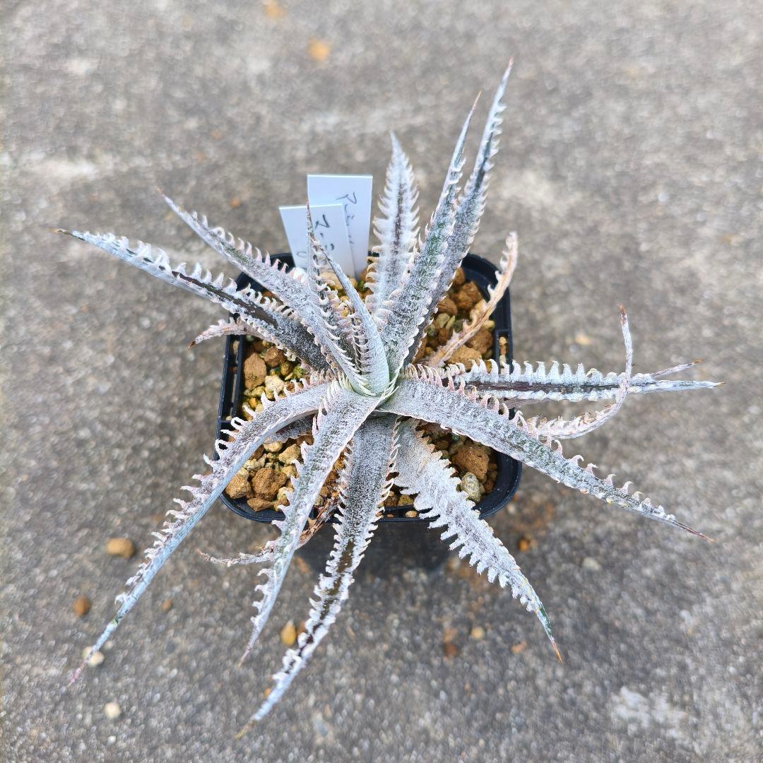 Dyckia 'Martial Law' ディッキア マーシャル ロウ