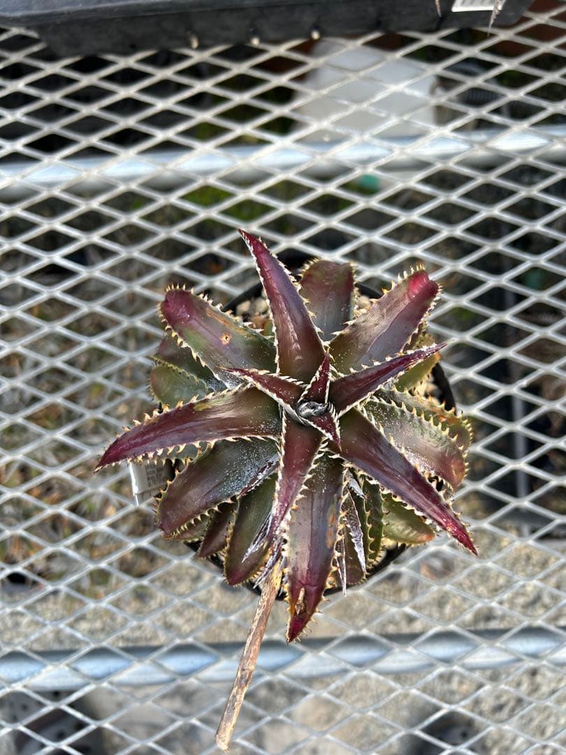 本物 DBディッキア メガバイト Dyckia Mega Bite #201 ⑵