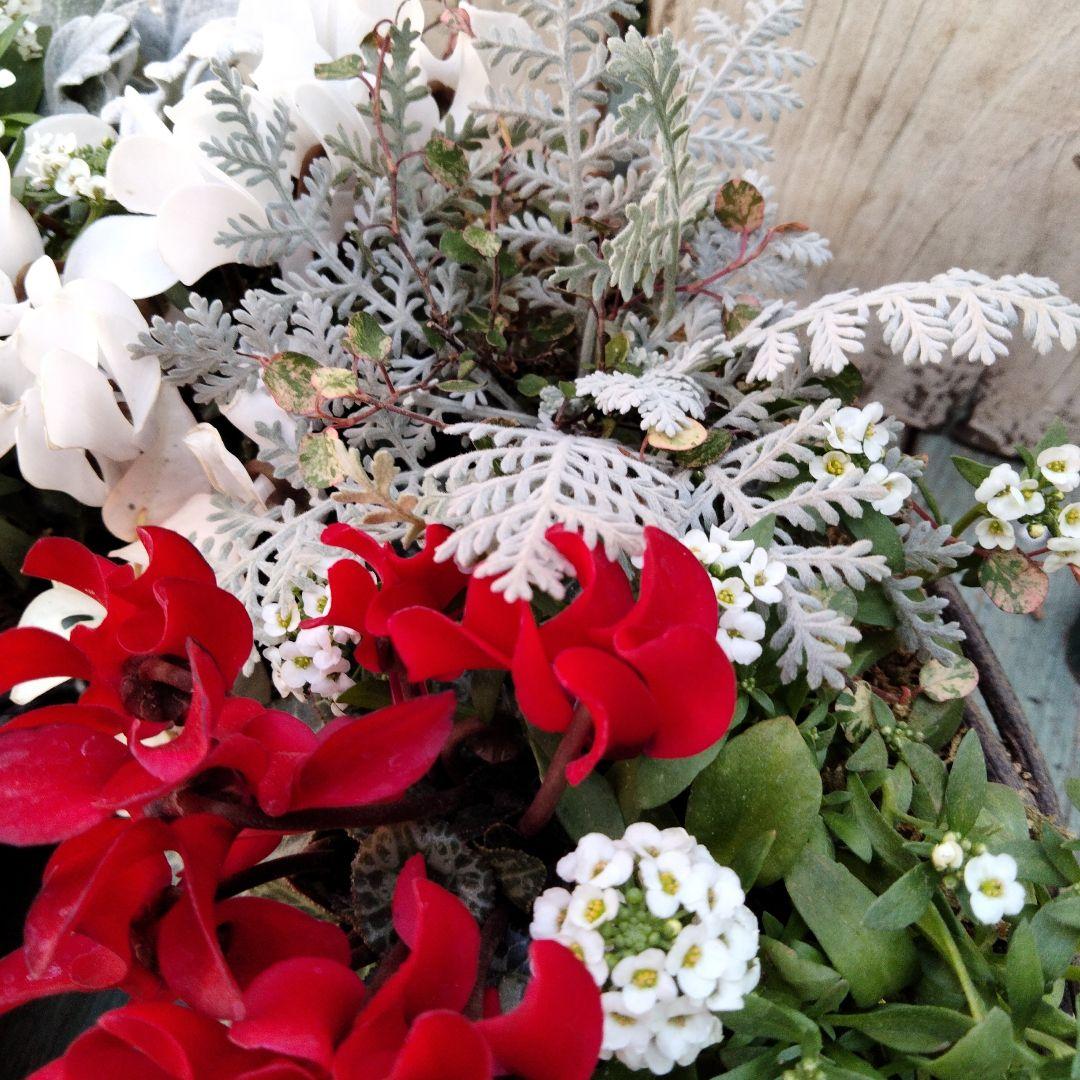 【お値下げしました】花　寄せ植え　クリスマス　リース