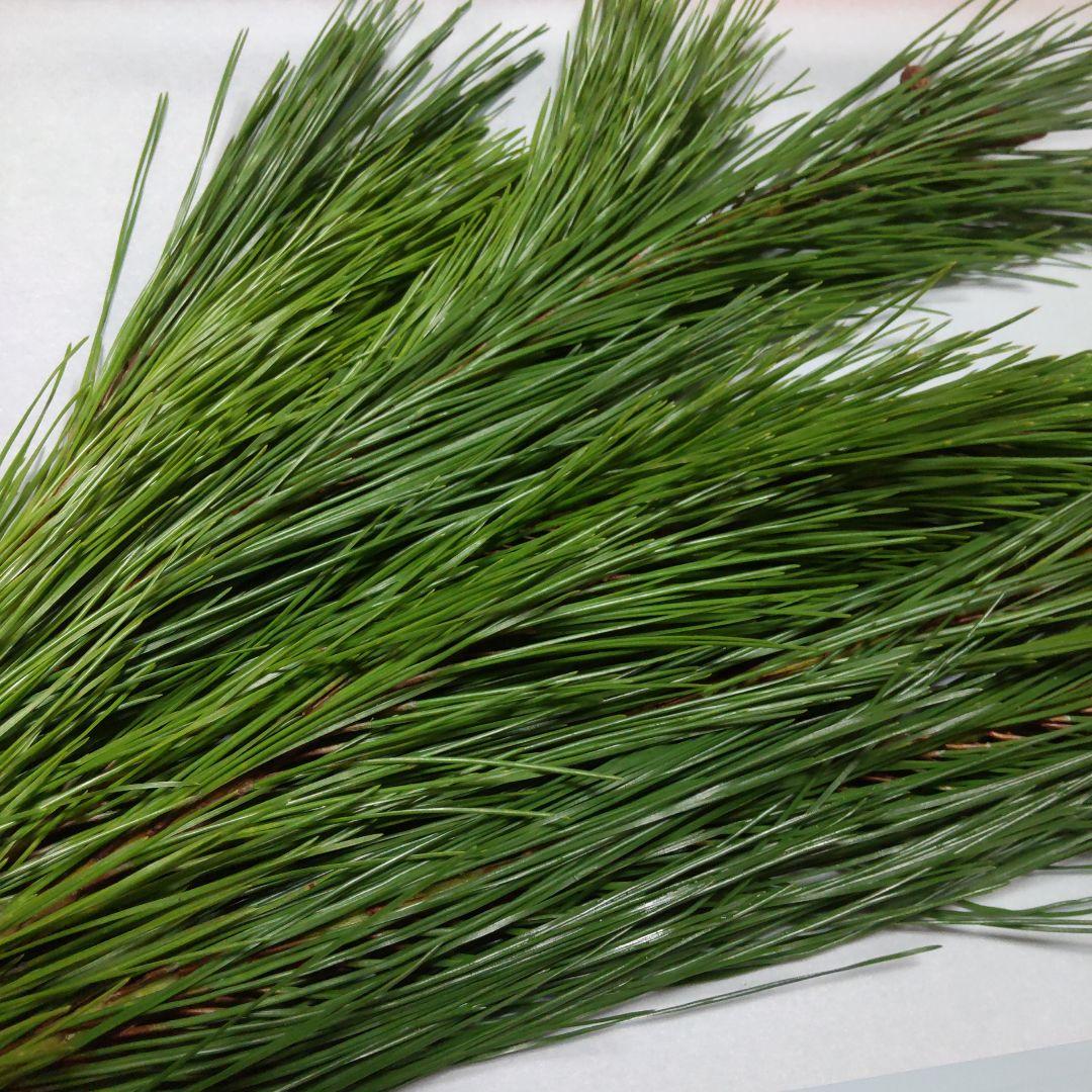 松の葉 200g + α + 青ぼっくり10個程