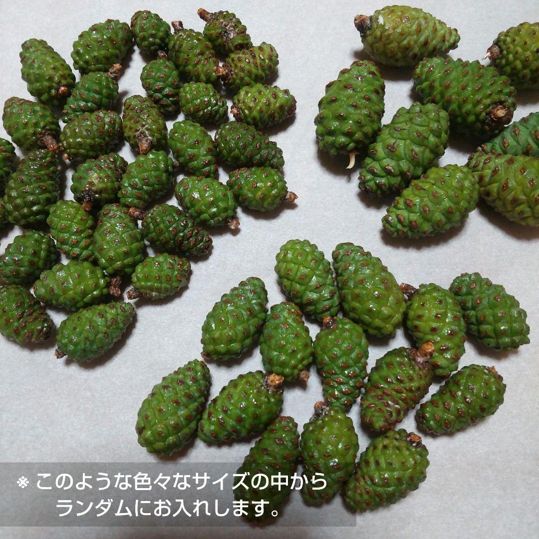 松の葉 200g + α + 青ぼっくり10個程