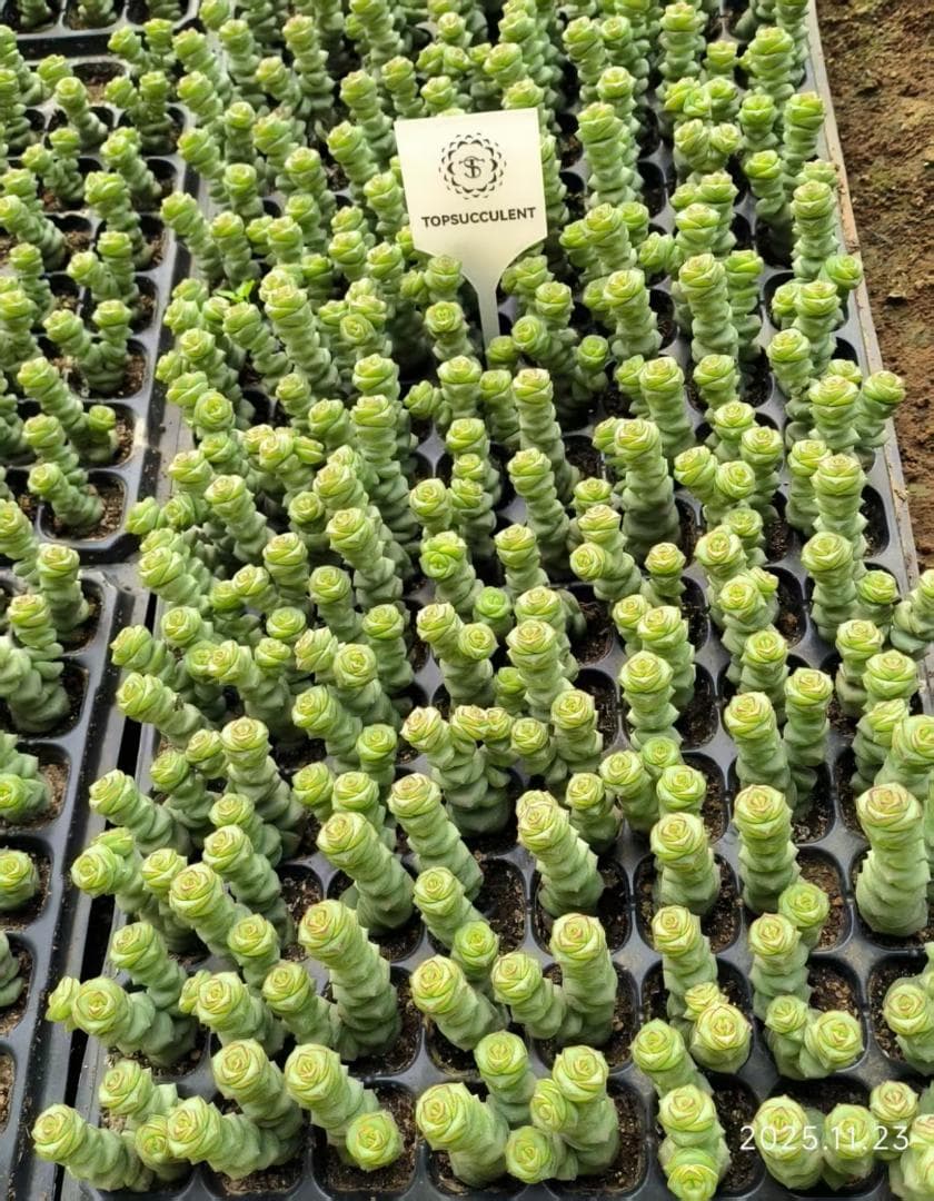 Top【選抜株】22406クラッスラ ファンタジー　128個　プラグトレー苗