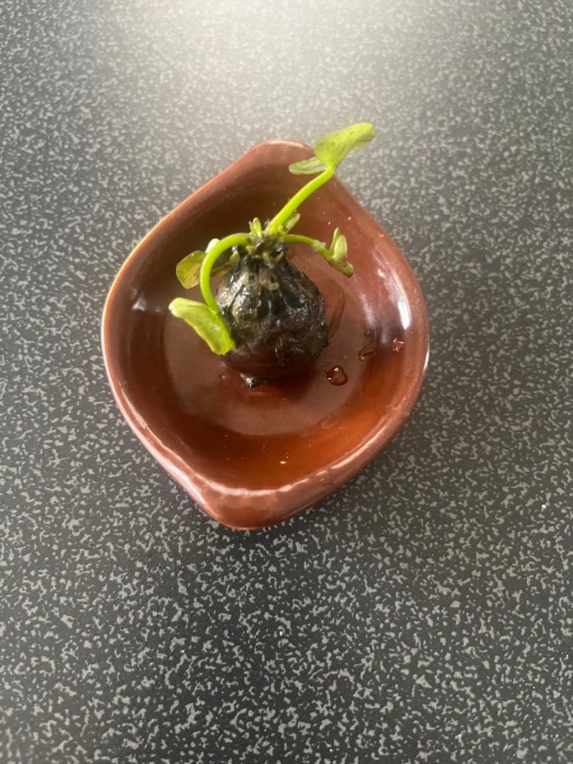 睡蓮の苗1個( ニンファエア・エボレット) nymphaea evolet