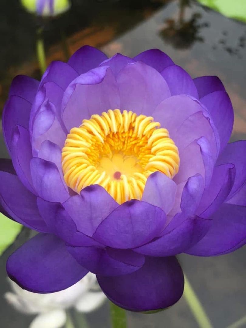 睡蓮の苗1個( ニンファエア・エボレット) nymphaea evolet