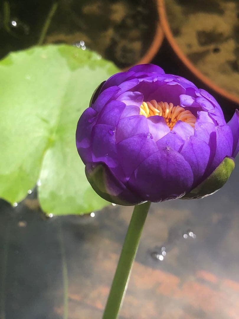 睡蓮の苗1個( ニンファエア・エボレット) nymphaea evolet